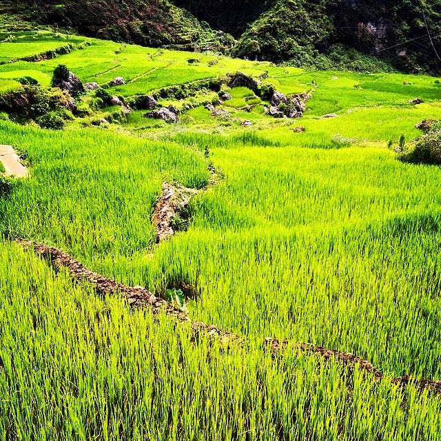 Rice terraces in Fidelisan